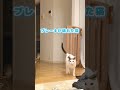 【2秒後に】ブレーキが壊れる猫の事故 #Shorts
