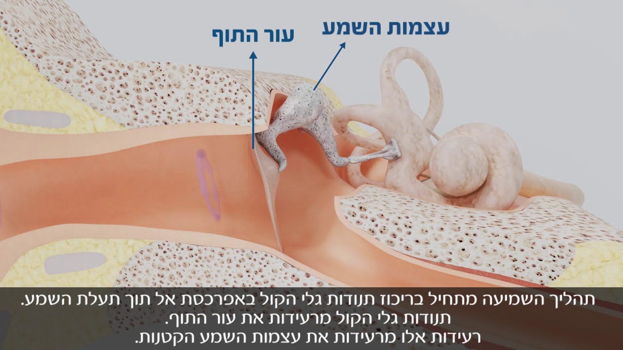 כיצד אנו שומעים? - YouTube