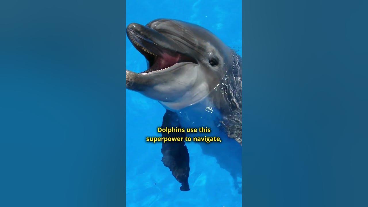 How dolphins use echolocation to see youtube