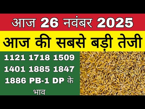 ध न क भ व आज 26 नव बर 2025 1509 1121 ब समत Dhaan Rate Today Agri Commodity Price