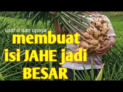 Video: Membelah Tanaman Jahe: Bagaimana Dan Kapan Membagi Jahe