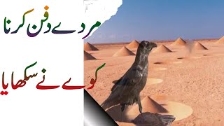 murday dafan karna مردے دفن کرنا کوے نے سکھایا The crow taught to bury the dead qyrani waqia # moral