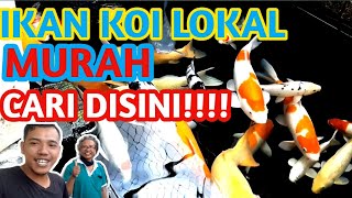 IKAN KOI MURAH CARI DISINI!100 RIBU DAPET 3 EKOR#KOIMURAH#IKANKOIBLITAR#IKANKOIBALI#IKANKOILOKAL