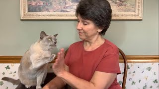 Pounce! 2021 IAABC conference housekeeping tips by Clever Cats Livonia 119 views 1 month ago 35 seconds