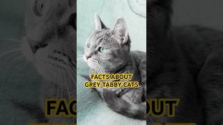 Fun Facts About Grey Tabby Cats
