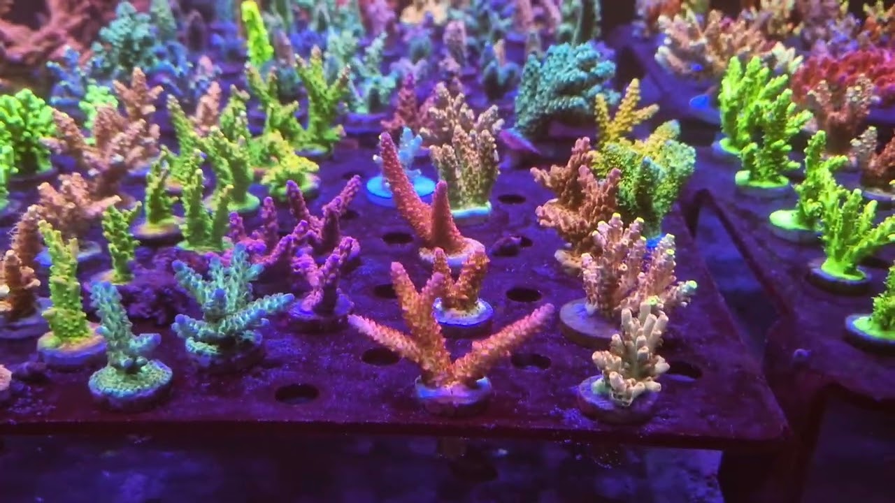 Aquarium recifal, coral frag, boutique marinehome