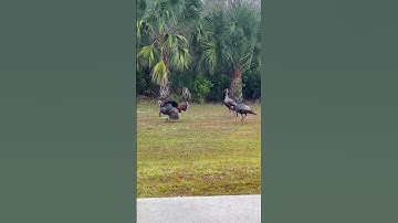 FGCU - Turkeys On Campus?