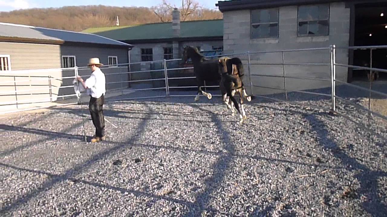 Full Dutch harness horses for sale YouTube