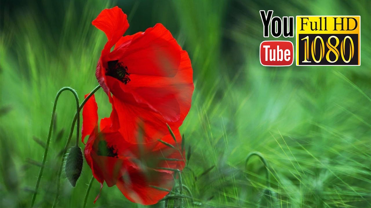 15 min Zen Beautiful Music Nature Sounds - YouTube