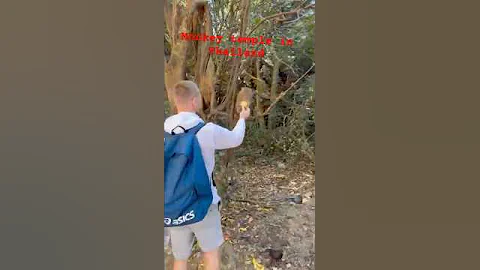 Exploring Monkey Island in Thailand #thailand #monkeyvideo #shorts