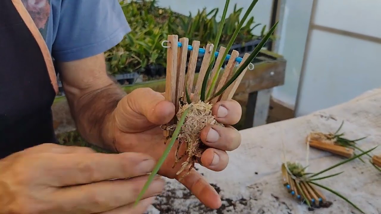 A delicada Brassavola Perrini plantada no leque!