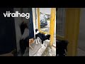 Dog Are Perfect Friends Until Gate Closes ViralHog Dog Are Perfect Friends Until Gate Closes ViralHog
