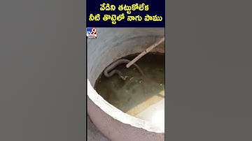 వేడిని తట్టుకోలేక నీటి తోట్టెలో నాగు పాము - TV9