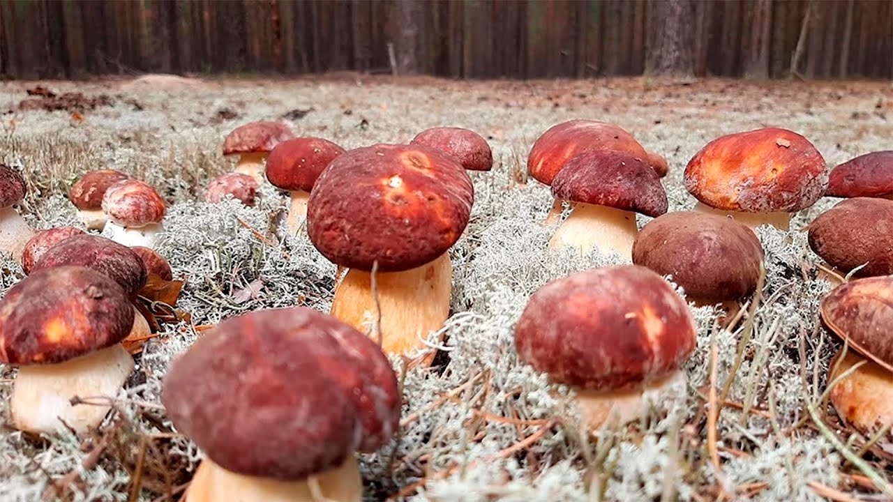 ТІЛЬКИ ПОГЛЯНЬТЕ ЯКІ ГРИБИ ЗНАЙШОВ ПІЗНЬООСІННІ В ЛИСТОПАДІ