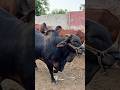 Bhari Eid Ki Bhari Khushi #streetfood #mandi #bakraeid