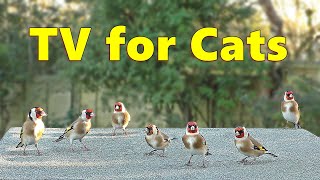 Cat TV 4K : Birds for Cats Bedlam