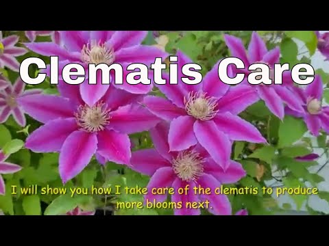 Clematis Care and How to get MORE BLOOMS - How to Deadhead a Clematis -Different Variety of Clematis