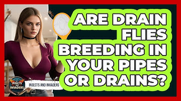 Are Drain Flies Breeding In Your Pipes Or Drains? - Insects and Invaders