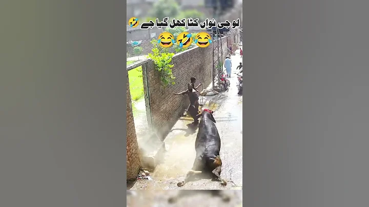 Bull Ne Sab Ki Band Baja Di #funny #viralvideo #cow #foryou #funnyvideo #shorts #viral