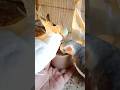 cockatiel bird 🐦😍 #shorts #cockatiel #yellowcockatiel48