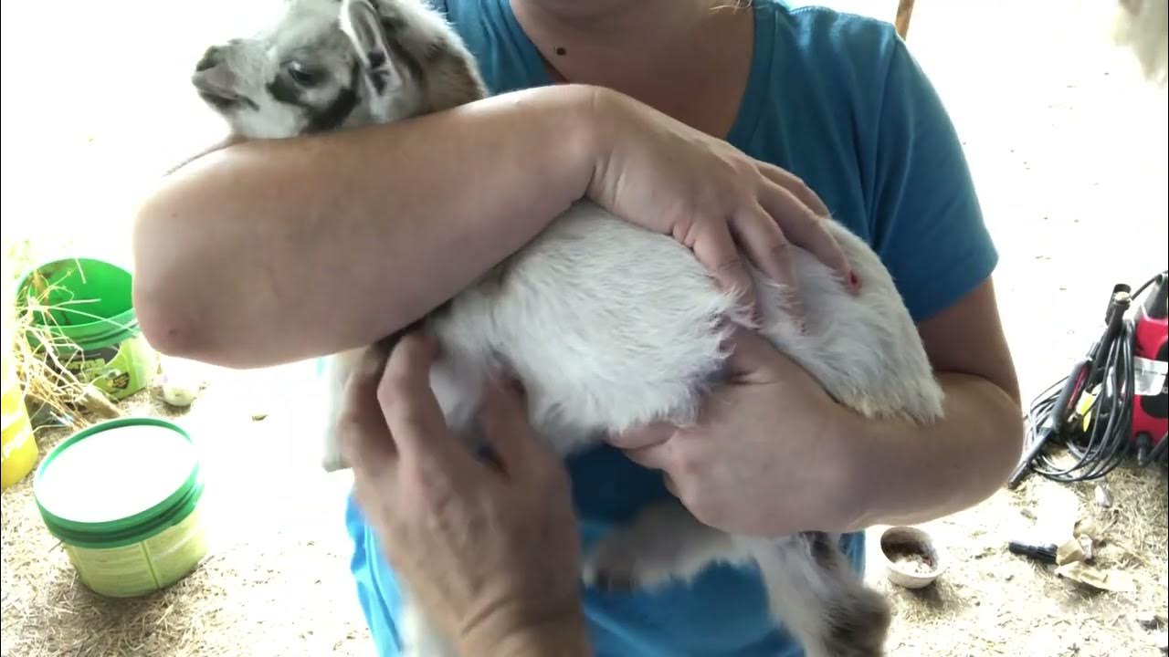 Smoothest Distractions for Giving our Goats Shots YouTube