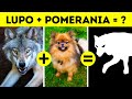 Perché i cani sono così diversi l'uno dall'altro, mentre i gatti no?