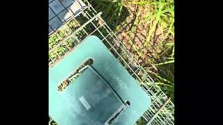 Coon trapping / proven to work 