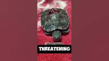 Do Alligators Have the Power to Crush a Turtle