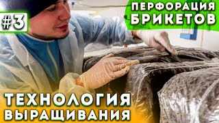 #3 Выращивание Шампиньонов | Перфорация | Бизнес В Гараже