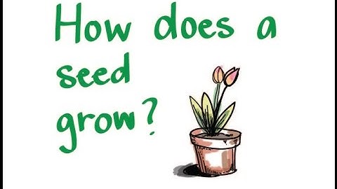 How Does a Seed Grow?