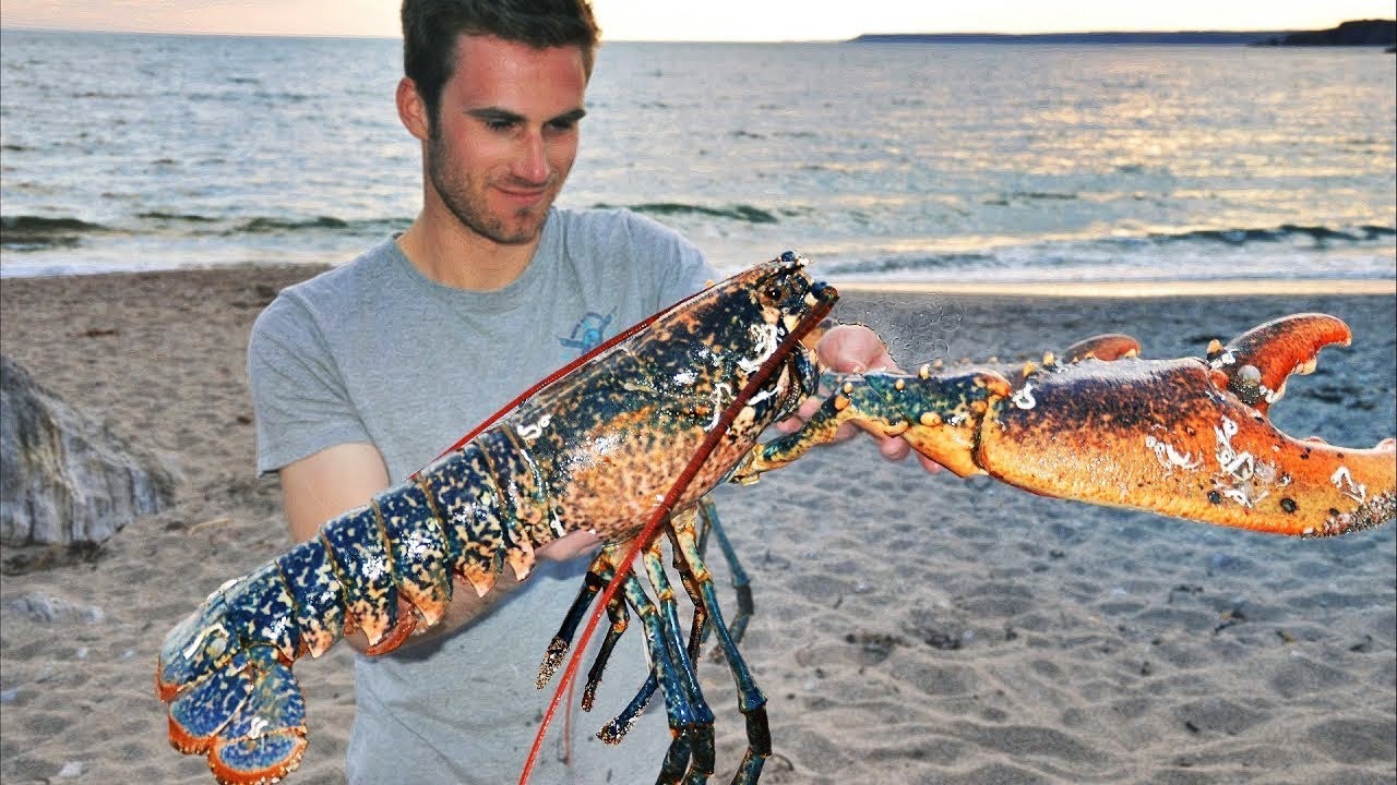 Catching GIANT LOBSTERS By Hand And Wild Beach Cooking YouTube Catching GIANT LOBSTERS By Hand And Wild Beach Cooking YouTube