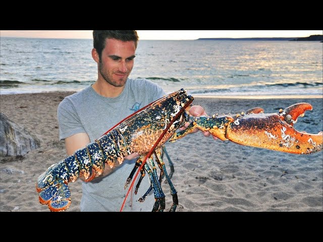 Catching Giant Lobsters For Food On Remote Island 