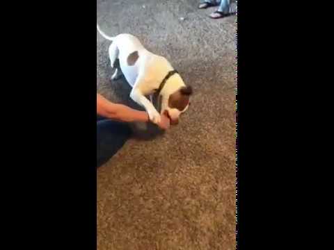 "Give me that treat!" - Sarge the pit bull