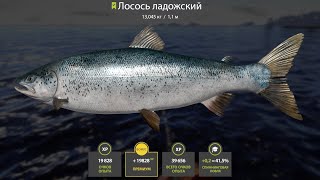 ФАРМ СЕРЕБРА НА ЛОСОСЯХ И ЩУКЕ НА ЛАДОЖСКОМ АРХИПЕЛАГЕ в Русской Рыбалке 4! РР4