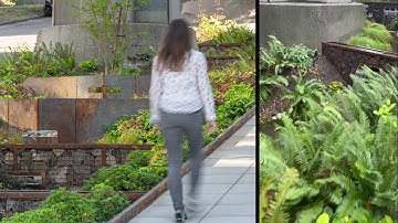 3-Minute Virtual Tour: The Eco-Friendly Aurora Bridge Bioswales in Seattle
