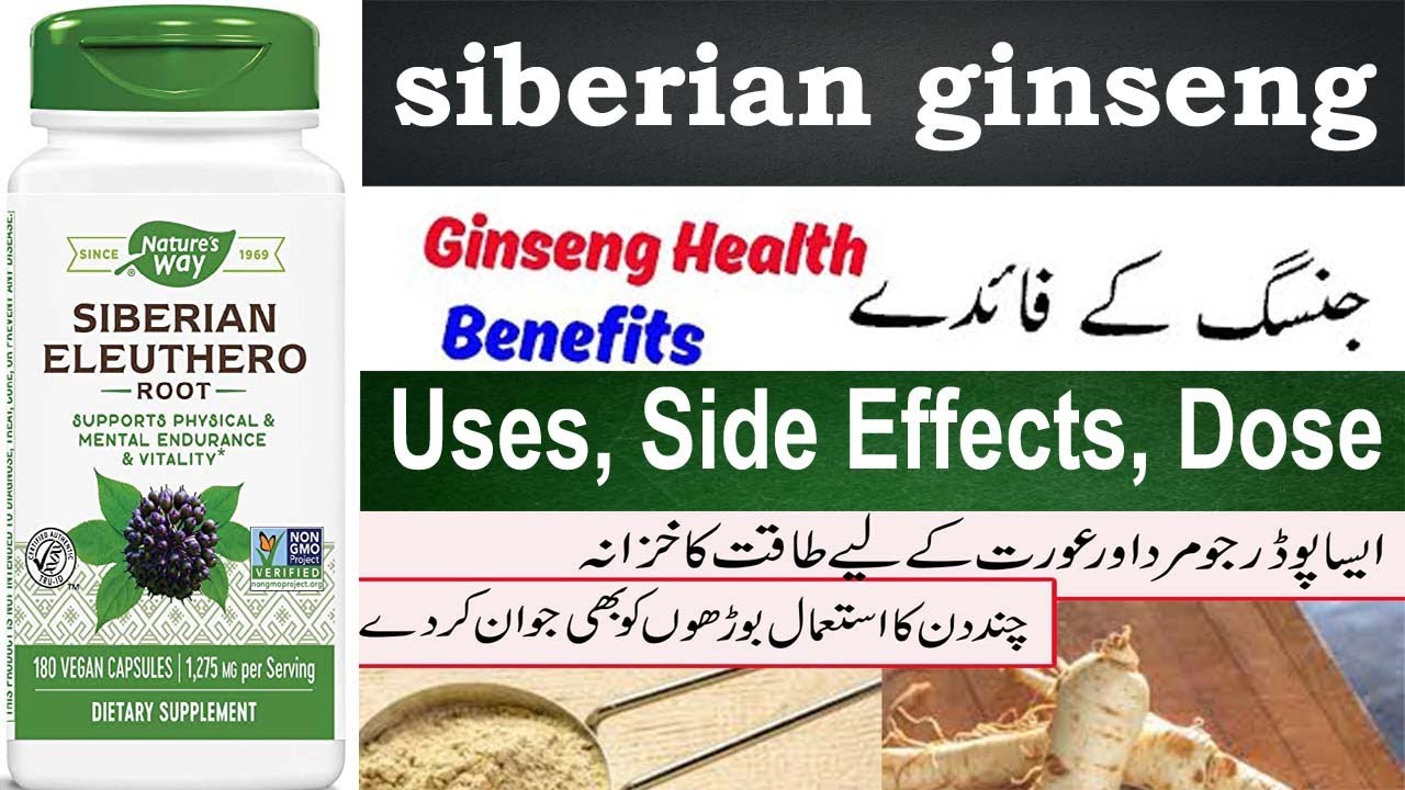Siberian ginseng benefits in Hindi, Uses, Side effects, Dosage