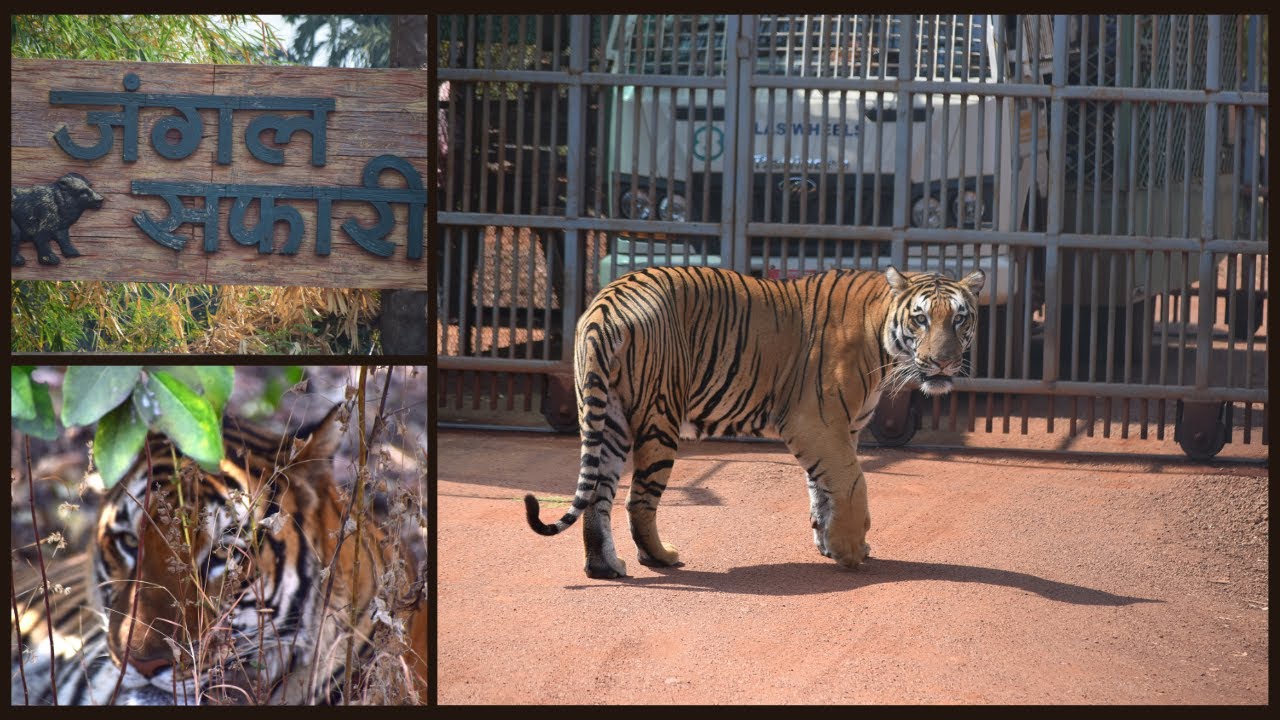 Discover the Thrills of Jungle Safari in Raipur, Chhattisgarh YouTube