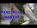 Lovebird Fighter Ngetik Dan Ngekek Ampuh Buat Pancingan Dan Masteran Mp3 - Mp4 Download