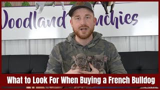 3 tips to Look for in confirmation and color when adopting a French Bulldog Puppy!