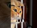 What Happened to These Famous Meme Cats?