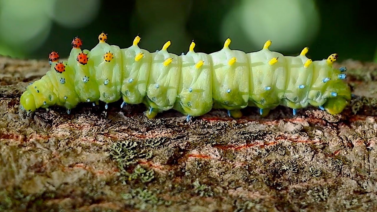 giant caterpillar