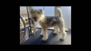 Fox Terrier Full Groom Transformation  Stress-Free Mobile Dog Grooming in Nashville TN