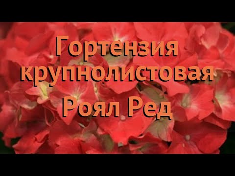 Wideo: Hortensja Czerwona (35 Zdjęć): Przegląd Odmian „Red Sensei”, Red Baron, Hot Red, Royal Red I Inne, Zasady Sadzenia I Pielęgnacji Na Otwartym Polu