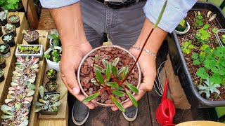 🪴Peperomia Graveolens * Cómo cuidar suculenta que está en PELIGRO DE EXTINCIÓN 😱🚨/Mi Consentida