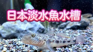 エサをよく食べるようになってきた日本淡水魚。狂喜乱舞のアカザ。