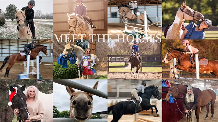 MEET THE HORSES // PART 1 (MY HORSES)