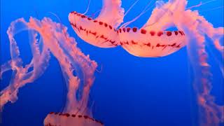 [4K] Monterey Bay Aquarium