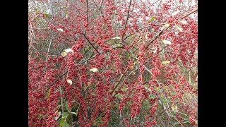 Видео Лох - это растение))). Плодоношение лоха зонтичного (автор: Экзотические растения в Закарпатье)