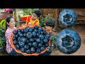 Bring black berry home and served meal | Juicy fruit eating | Sros yummy cooking vlogs