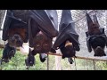 Australian rescued bats  rehab  bat megabat flyingfox fruit bat in care 